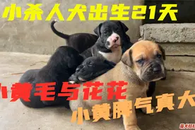 杀人犬出生第21天，小黄毛暴脾气敢咬主人，这性格太像大皮特了！视频封面