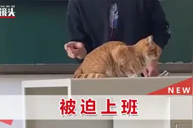 橘猫乱入教室被老师抓来当教具，全程乖巧配合，趴在讲台积极摆尾视频封面