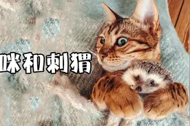 猫咪和刺猬也能成为好朋友？！！视频封面