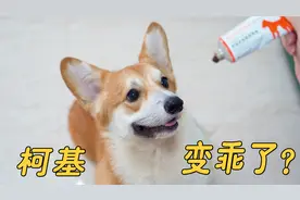 【柯基成长记】小时候超级皮，长大后却变成这样...视频封面