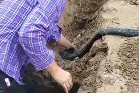 家中下水管道频频堵塞，小伙挖开一看被吓坏了：拽出5米长树根视频封面
