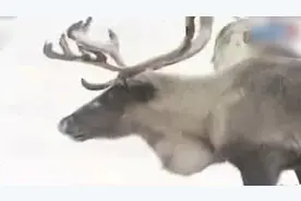 俄北部145头驯鹿被饿死，因严寒缺少食物，当地频现驯鹿饿死现象视频封面