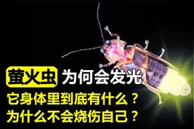萤火虫究竟靠什么发光？原来它体内隐藏着强大“发电机”