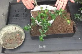 移栽金鱼吊兰，最关键的还是这个配土，选用的好，植株复壮更快视频封面
