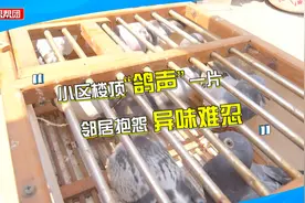 居民自称合法养鸽，邻居不堪其扰，调解员介入发现养鸽证上问题多视频封面