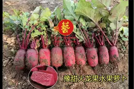 河南农大选育特色水果萝卜：豫甜火龙果萝卜，品质好产量高效益高