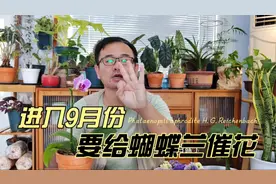 进入9月份，蝴蝶兰满足2点要催花，做好3件事，很快窜花箭视频封面