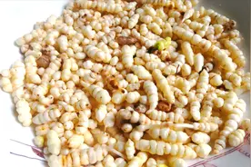 多年生草本植物，肉质肥大的地蚕，小伙这样做出来的美食味道独特