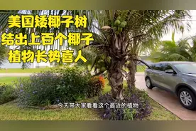 美国佛州家里种的椰子树结出上百个椰子 终于实现椰子自由啦