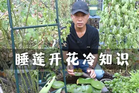 睡莲开花那点事，早上打开晚上闭合，一朵能开三五天