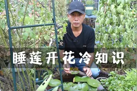 睡莲开花那点事，早上打开晚上闭合，一朵能开三五天视频封面