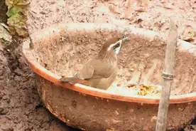 好多土画眉飞来飞去吃鸭饲料，好听的土画眉叫声
