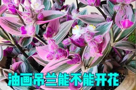 油画吊兰不能开花？不，开花时的它，才更加动人视频封面