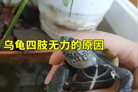 乌龟四肢无力脑袋耷拉，是怎么回事？龟软绵绵没有精神的四种原因视频封面