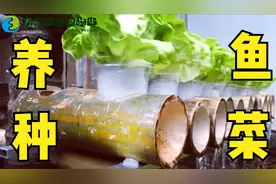 成本“五毛”的材料建鱼池，完成效果令人惊艳，关键还能种菜视频封面