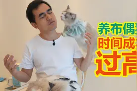 甚至开始劝退布偶猫了 如此粘人的猫 我的时间不配养它视频封面