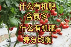 鸡粪、猪粪、人粪尿、牛马粪、豆饼，哪个种菜效果好？别用错了视频封面