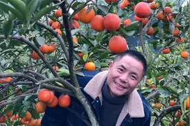 盼了一年的资中血橙成熟，挂在枝头红艳艳，像灯笼一样真喜庆视频封面