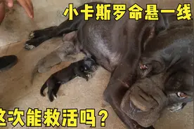 母卡斯罗狂暴起来真可怕，连自己的孩子都吃，三天吃了两幼崽视频封面