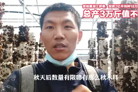实拍黑龙江伊春，投资2亿平均种18万袋木耳菌，总产3万斤值不值？视频封面