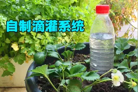 人不在家怎么浇花？只需一个塑料瓶，简单制作蔬菜浇灌系统视频封面