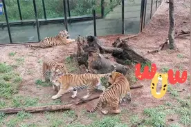 7只新生萌虎闹新春视频封面