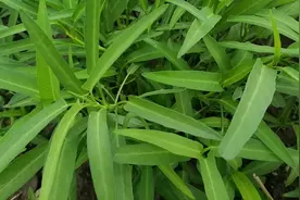 空心菜地里倒一碗？长得快又嫩又翠绿还能杀虫，赶紧去学一下视频封面