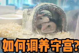 守宫合养记之如何调养守宫？视频封面