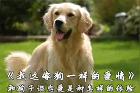 女人喝醉酒捡了只金毛回家，没想到狗子竟然能变成人，韩剧推荐！视频封面