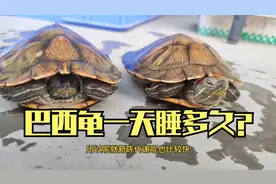 【乌龟】突然好奇，巴西龟到底一天睡多长时间