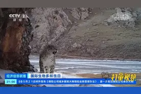 雪豹“魔性”吼叫，青海三江源成野生动物“乐园”|经济信息联播视频封面