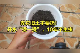 养花旧土不要扔！开水“烫一烫”，10年不生虫视频封面