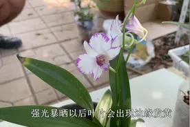 泼墨石斛秋季开花，粉白相间比“画”美，养不好兰花就养它视频封面