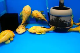 1万块买1条“清道夫”？黄金达摩咋就这么贵，我担心养死了