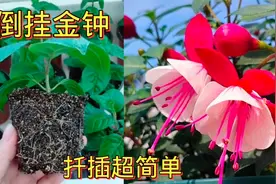 你还认为倒挂金钟难养吗？只要用对方法，不但开花多，扦插也简单视频封面