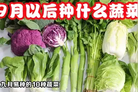 九月适合种植什么？分享10种最适合九月播种的蔬菜，轻松收获！视频封面