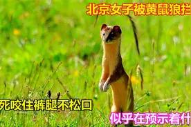 北京女子被黄鼠狼拦路，死死咬住裤腿不松口，似乎在预示着什么？视频封面