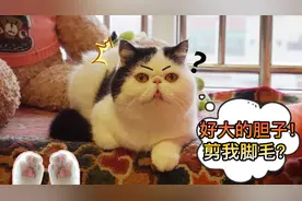 给猫咪剃脚毛，收获粉嫩小脚丫，铲屎官：想亲，咋办？