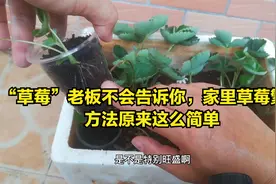 草莓老板不会告诉你，家里草莓“繁殖”，方法原来这么简单视频封面