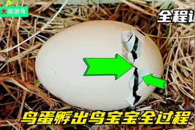 全程记录，一个鸟蛋孵出鸟宝宝全过程，一只生命就这样诞生了视频封面