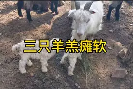 羊羔瘫软，肚子胀，产下来15天内大批量死亡，怎么办？视频封面