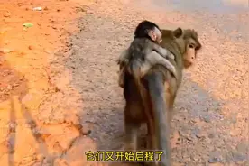 无情的母猴抽住小猴的耳朵一顿警告，小猴舍不得妈妈结果又爱打了