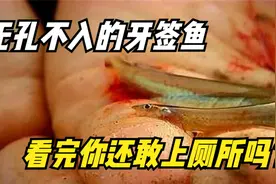 无孔不入的牙签鱼，能顺着尿液钻进人体，看完你还敢上厕所吗？视频封面