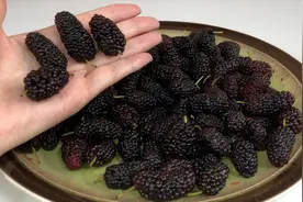 桑葚不可用清水洗，等于吃虫卵，教你正确洗法，农药杂质一点不留视频封面