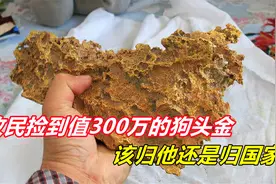 捡到黄金应该上交国家吗？牧民捡到15.7斤狗头金，有人出价300万视频封面