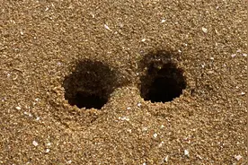 大齐赶海，沙滩上发现这样的洞里面一定住着大蛏王，一挖一麻袋视频封面