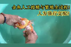 人为强行交配？-揭秘金鱼人工授精与繁殖全过程！