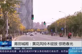莆田城厢：黄花风铃迎来盛花期，绵延数公里，犹如“黄金带”！视频封面