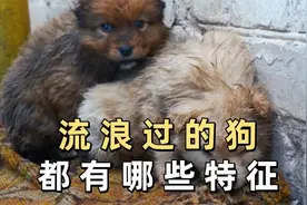 流浪过的狗都有哪些特征，你知道吗？