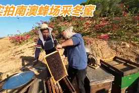 广东南澳岛收冬蜜，品种珍稀，湖南养蜂人连续8年带100箱黑蜂来采视频封面